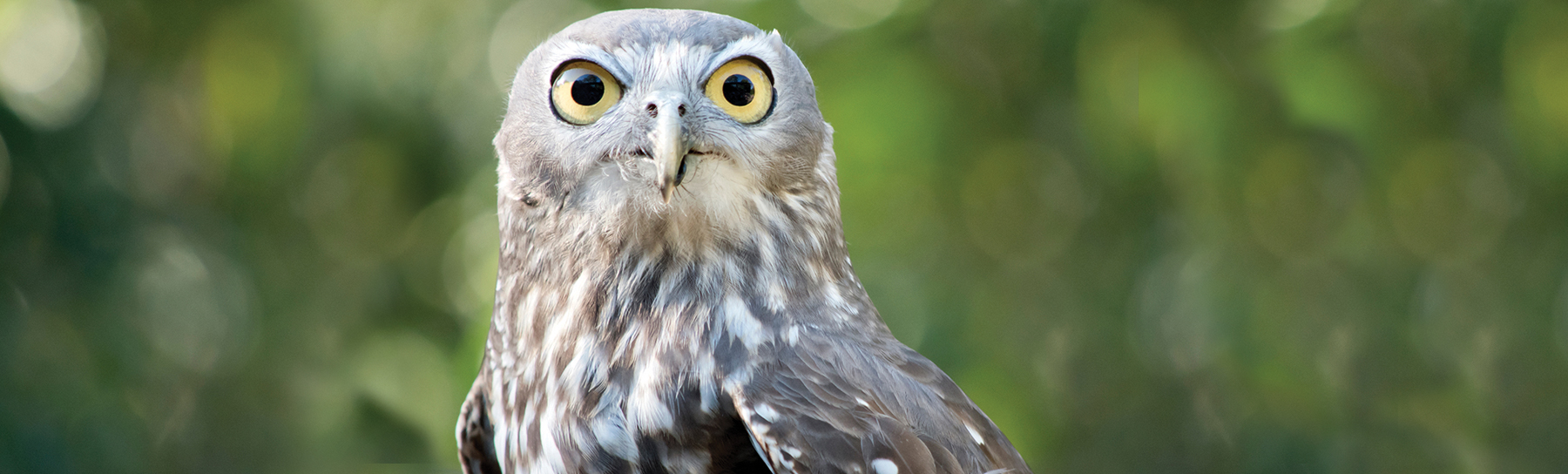 Owl-Donate-Page-Banner.jpg