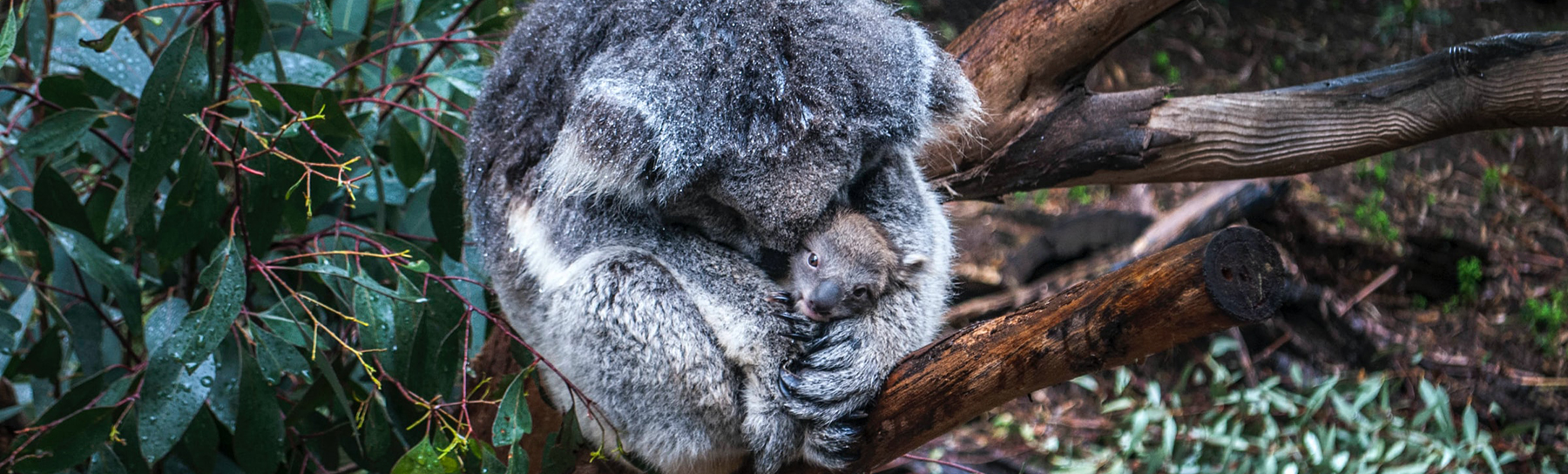 Save-Koala-appeal-j-perez-unsplash.jpg