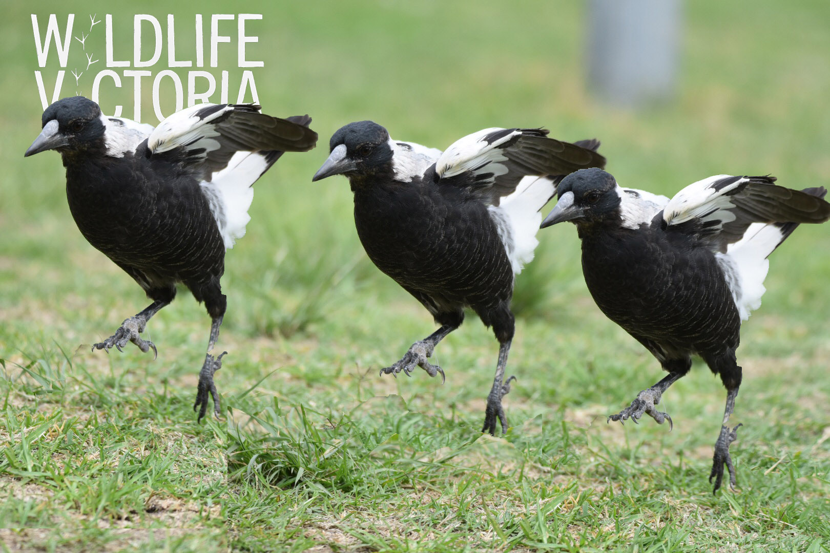 3_magpies_dancing.jpg