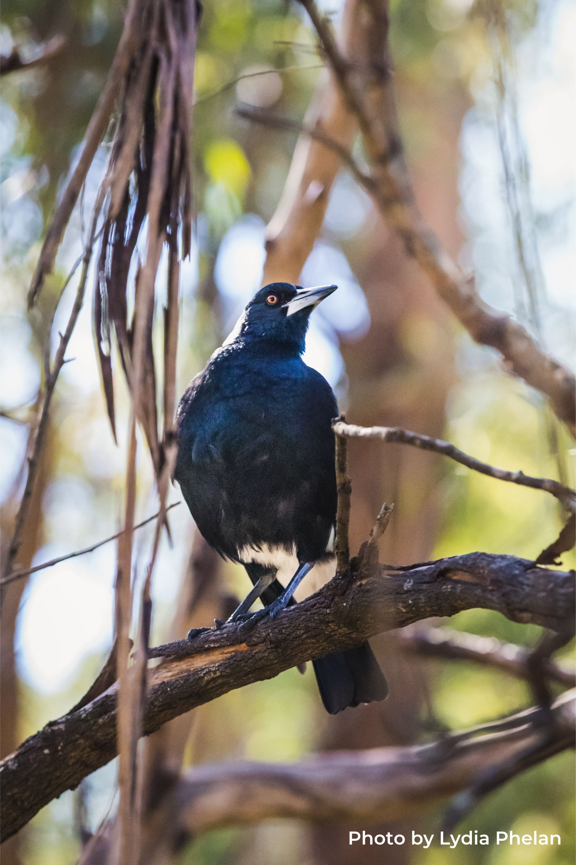 Magpie Lydia