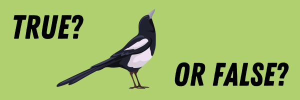 Magpie Quiz