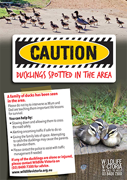 Poster Ducklings