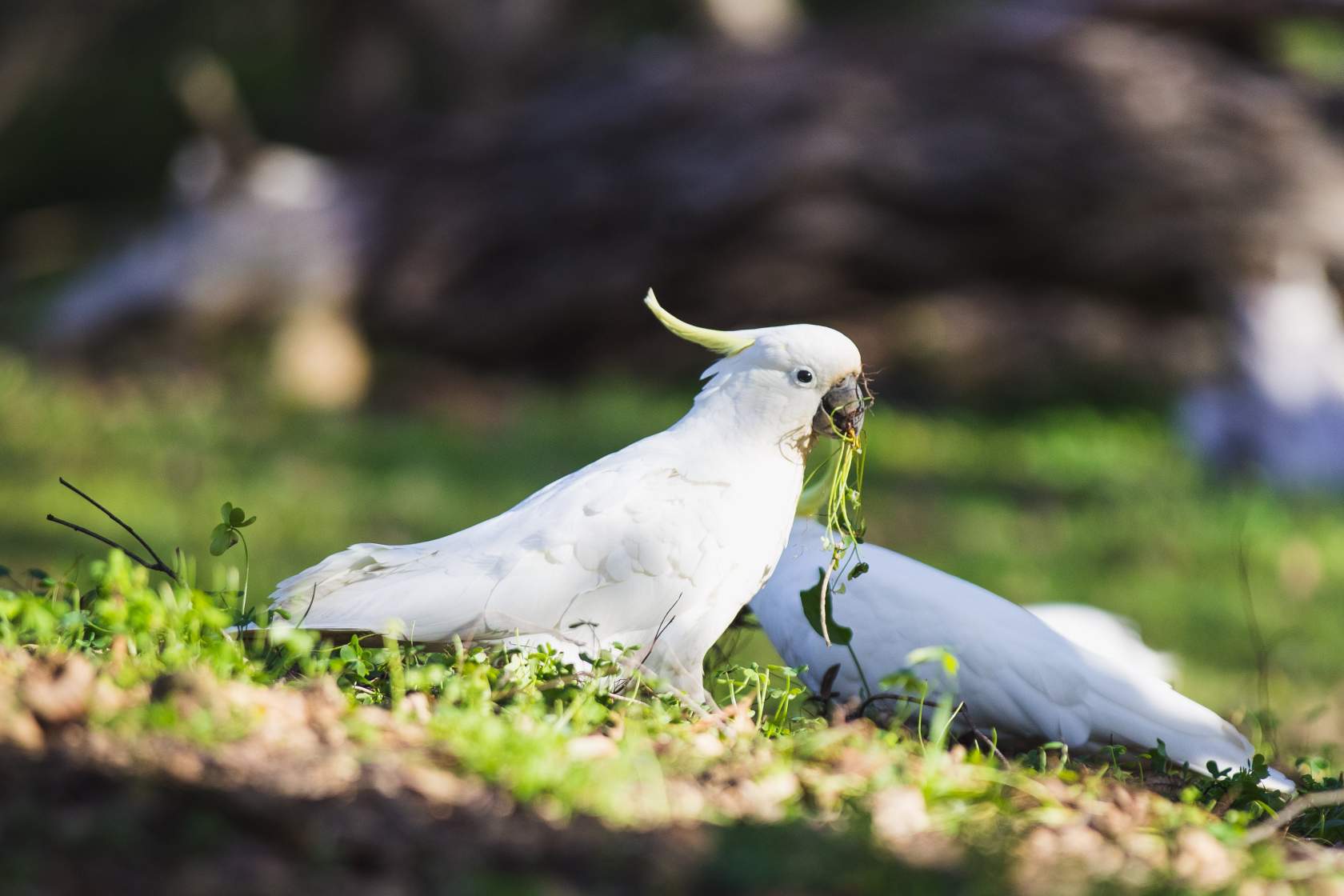 Sulphur-crested cockatoo eats grass