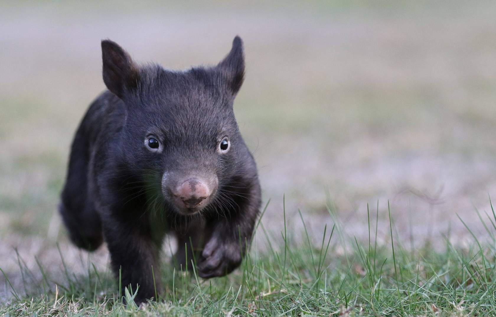 Poppy the Wombat