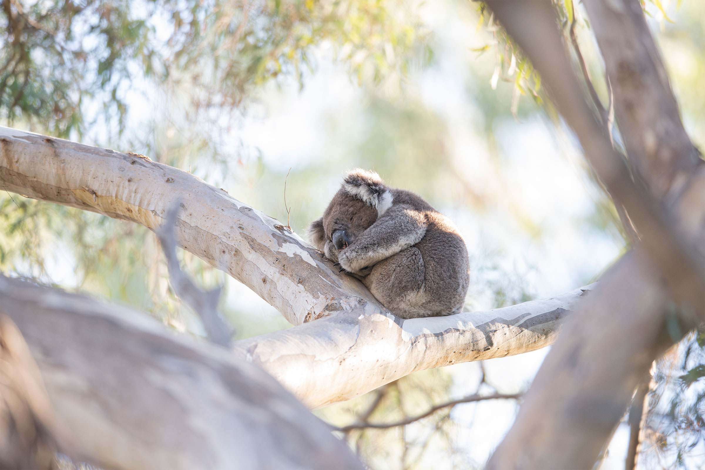 I Vote for Wildlife - Wildlife Victoria - Wildlife Victoria