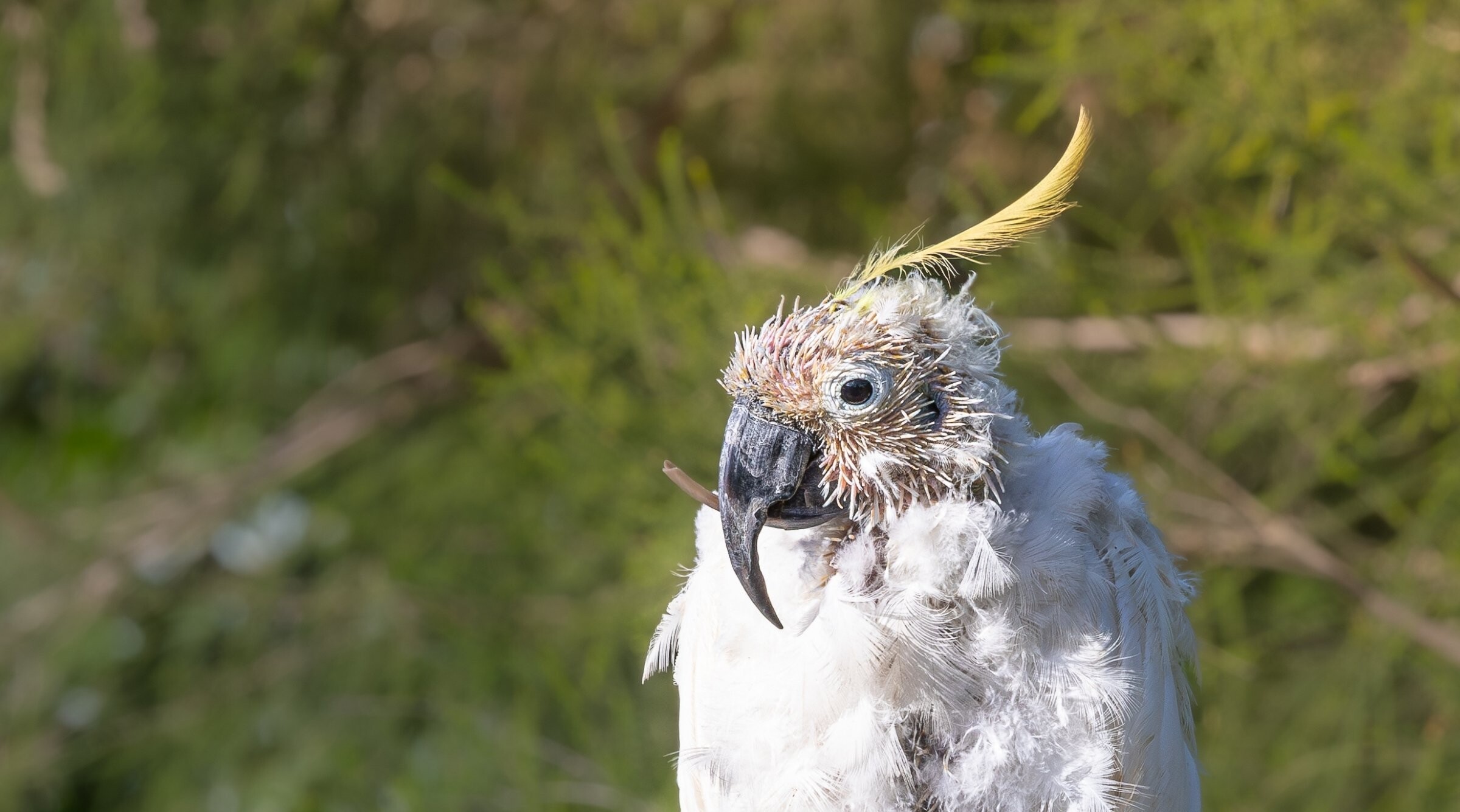 Psittacine beak and feather disease - Wildlife Victoria - Wildlife Victoria