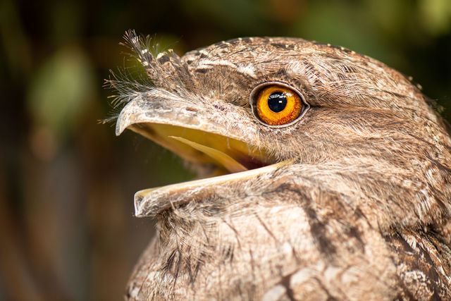 https://wildlifevictoria.org.au/about/latest/vote-1-for-wildlife/ social preview image